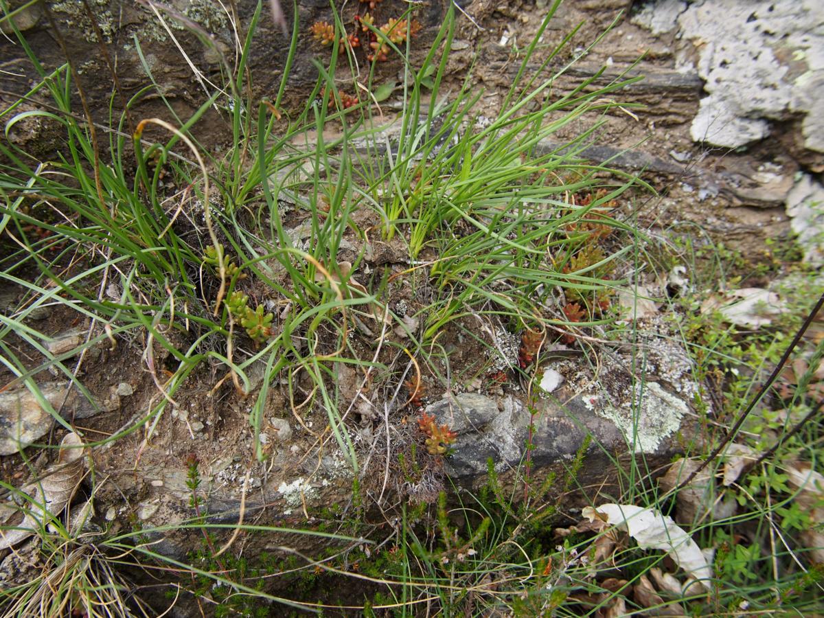 Squill, Autumn leaf